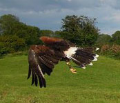 Guided walks with hawks