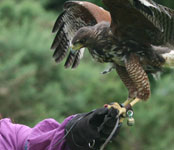 family experience killarney