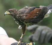 harris hawks