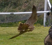 fly your hawk 