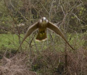 birthday hawk
