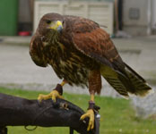 birdofpreycentre
