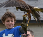 bird displays