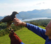 Guided walks with hawks