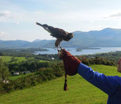 Guided walks with hawks