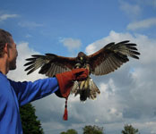 you fly the hawks