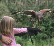 Flying a hawk is an experience of a lifetime