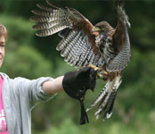 killarney hawks